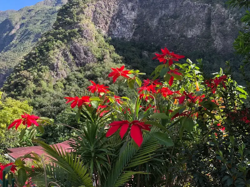 Poinsettias rouges devant les remparts escarpés de Grand-Bassin